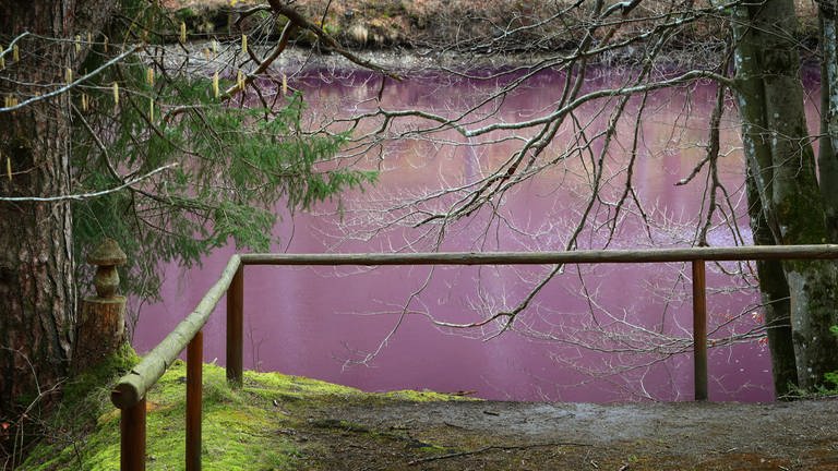 4. April: Ja, Sie sehen richtig! Das Wasser des Gipsbruchweihers bei Füssen im Ostallgäu leuchtet lila. Grund für die Farbe ist keine Bildbearbeitung am Rechner, sondern sogenannte Purpurbakterien, die in dem schwefelhaltigen Wasser blühen. Das letzte Mal ist dieses naturphänomen im Gipsbruchweiher vor vier Jahren aufgetreten.