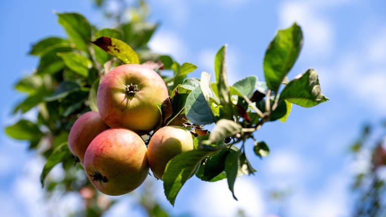 Reife Äpfel an einem Apfelbaum mit blauem Himmel im Hintergrund