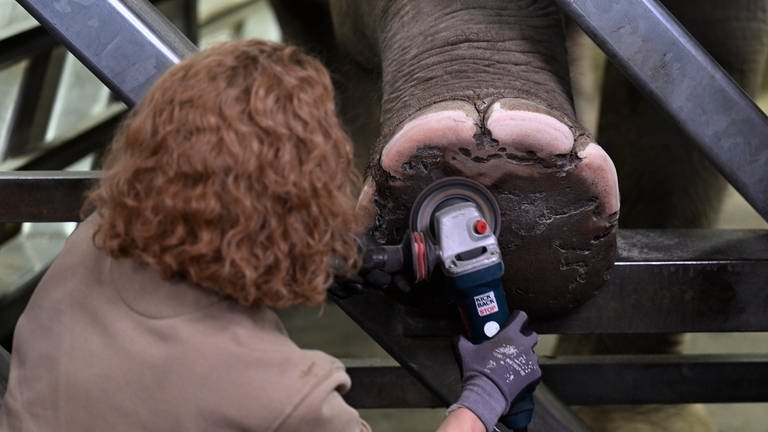 22. März: Frühjahrsputz im Kölner Zoo! Elefantin Marlar streckt die Füße aus den Gittern ihrer Box und genießt eine Pediküre. Tierpflegerin Hannah Korres übernimmt hierbei das sogenannte "Medical Training", was in regelmäßigen Abständen bei den Tieren durchgeführt wird. 