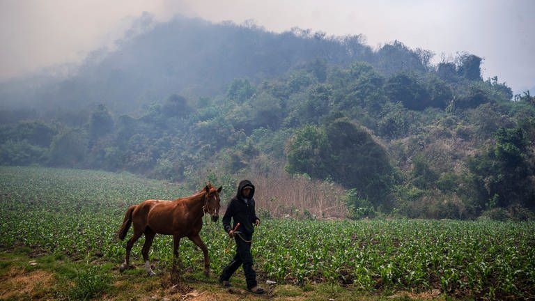 26. März: Während eines Waldbrandes im Hochgebirge des mexikanischen Bundesstaates Veracruz führt ein Bauer sein Pferd entlang des Weges – umgeben von Rauch.
