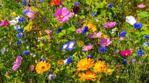 Mähfreier Mai: Ein Blütenmeer mit bunten Wildblumen