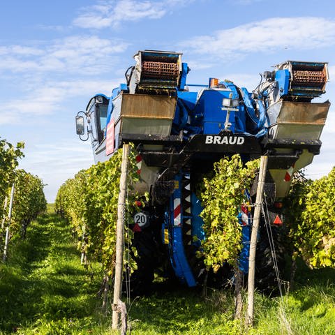 Die Weinlese in Rheinland-Pfalz ist nach nur sieben Wochen fast schon wieder beendet. Die Winzer erwarten einen sehr guten 2022er Jahrgang. Allerdings sei die Ertragsmenge aufgrund der Trockenheit im Sommer geringer als erwartet.