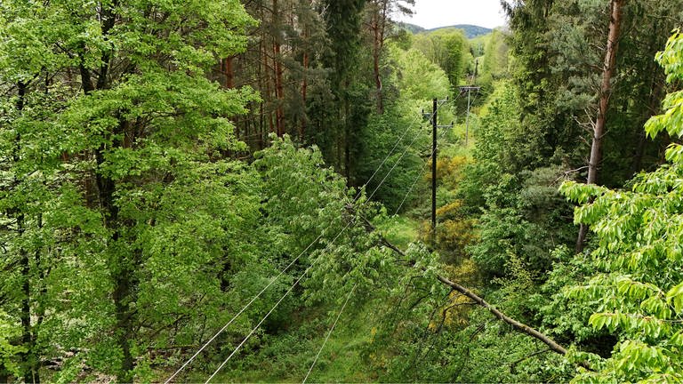 Sturm führt in der Südpfalz zu Stromausfall: Baum fiel auf Stromleitung 