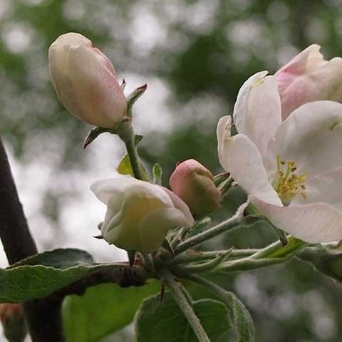Apfelblüte in Vaasa